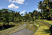 The rice terraces surrounding Gunung Kawi (Bali).