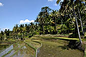 The rice terraces surrounding Gunung Kawi (Bali).