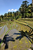 The rice terraces surrounding Gunung Kawi (Bali).