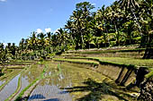 The rice terraces surrounding Gunung Kawi (Bali).