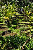 The rice terraces surrounding Gunung Kawi (Bali).