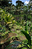 The rice terraces surrounding Gunung Kawi (Bali).