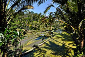 The rice terraces surrounding Gunung Kawi (Bali).