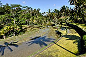 The rice terraces surrounding Gunung Kawi (Bali).