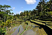 The rice terraces surrounding Gunung Kawi (Bali).