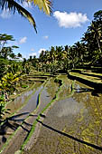 The rice terraces surrounding Gunung Kawi (Bali).