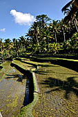 The rice terraces surrounding Gunung Kawi (Bali).