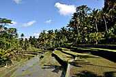 The rice terraces surrounding Gunung Kawi (Bali).