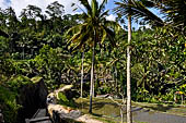 The rice terraces surrounding Gunung Kawi (Bali).