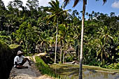 The rice terraces surrounding Gunung Kawi (Bali).