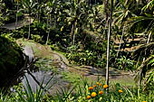 The rice terraces surrounding Gunung Kawi (Bali).