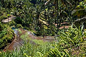 The rice terraces surrounding Gunung Kawi (Bali).