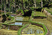 The rice terraces surrounding Gunung Kawi (Bali).