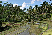 The rice terraces surrounding Gunung Kawi (Bali).