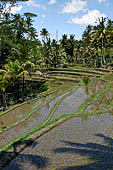 The rice terraces surrounding Gunung Kawi (Bali).