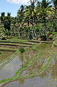 The rice terraces surrounding Gunung Kawi (Bali).