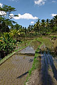 The rice terraces surrounding Gunung Kawi (Bali).