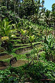 The rice terraces surrounding Gunung Kawi (Bali).