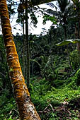 Gunung Kawi (Bali) - The ambient where the site is immersed.