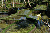 The rice terraces surrounding Gunung Kawi (Bali).