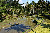 The rice terraces surrounding Gunung Kawi (Bali).