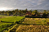 Rice fields near our hotel in Lovina, Bali.