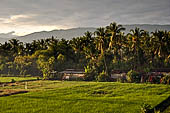 Rice fields near our hotel in Lovina, Bali.