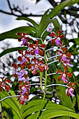 Pura Meduwe Karang - Bali - Wild orchid.