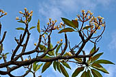 Pura Meduwe Karang - Bali - Frangipani in blossom.