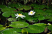 Resort in Pemuteran, Bali. Nymphaea 'Indiana'