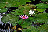 Resort in Pemuteran, Bali. Nymphaea 'Indiana'