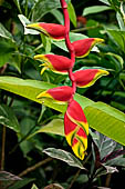 Resort in Pemuteran, Bali. Hanging Heliconia Flower. 'Lobster Claw' Heliconia blossom. 