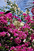 Resort in Pemuteran, Bali. Bougainvillea