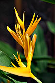 Resort in Pemuteran, Bali. Gold Torch heliconia