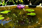 water lily. Sanur, Bali.