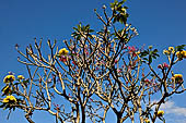 Frangipani. Sanur, Bali.