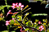 Frangipani. Sanur, Bali.