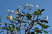 Frangipani. Sanur, Bali.