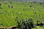 Lush green rice fields around Tirtagangga, Bali.