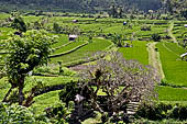 Lush green rice fields around Tirtagangga, Bali.