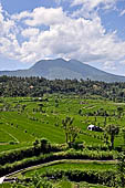 Lush green rice fields around Tirtagangga, Bali.