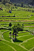 Lush green rice fields around Tirtagangga, Bali.