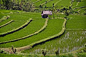 Lush green rice fields around Tirtagangga, Bali.