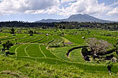 Lush green rice fields around Tirtagangga, Bali.