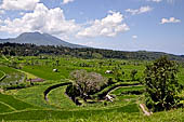 Lush green rice fields around Tirtagangga, Bali.