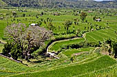 Lush green rice fields around Tirtagangga, Bali.