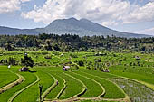 Lush green rice fields around Tirtagangga, Bali.