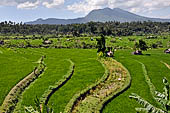 Lush green rice fields around Tirtagangga, Bali.