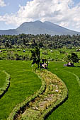 Lush green rice fields around Tirtagangga, Bali.