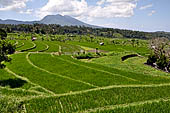 Lush green rice fields around Tirtagangga, Bali.